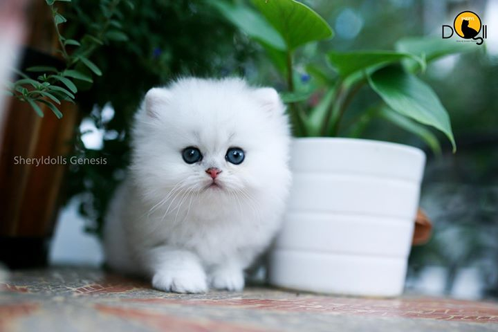 Chợ chó mèo cảnh rẻ đẹp | Hỏi giá từng loại chó mèo