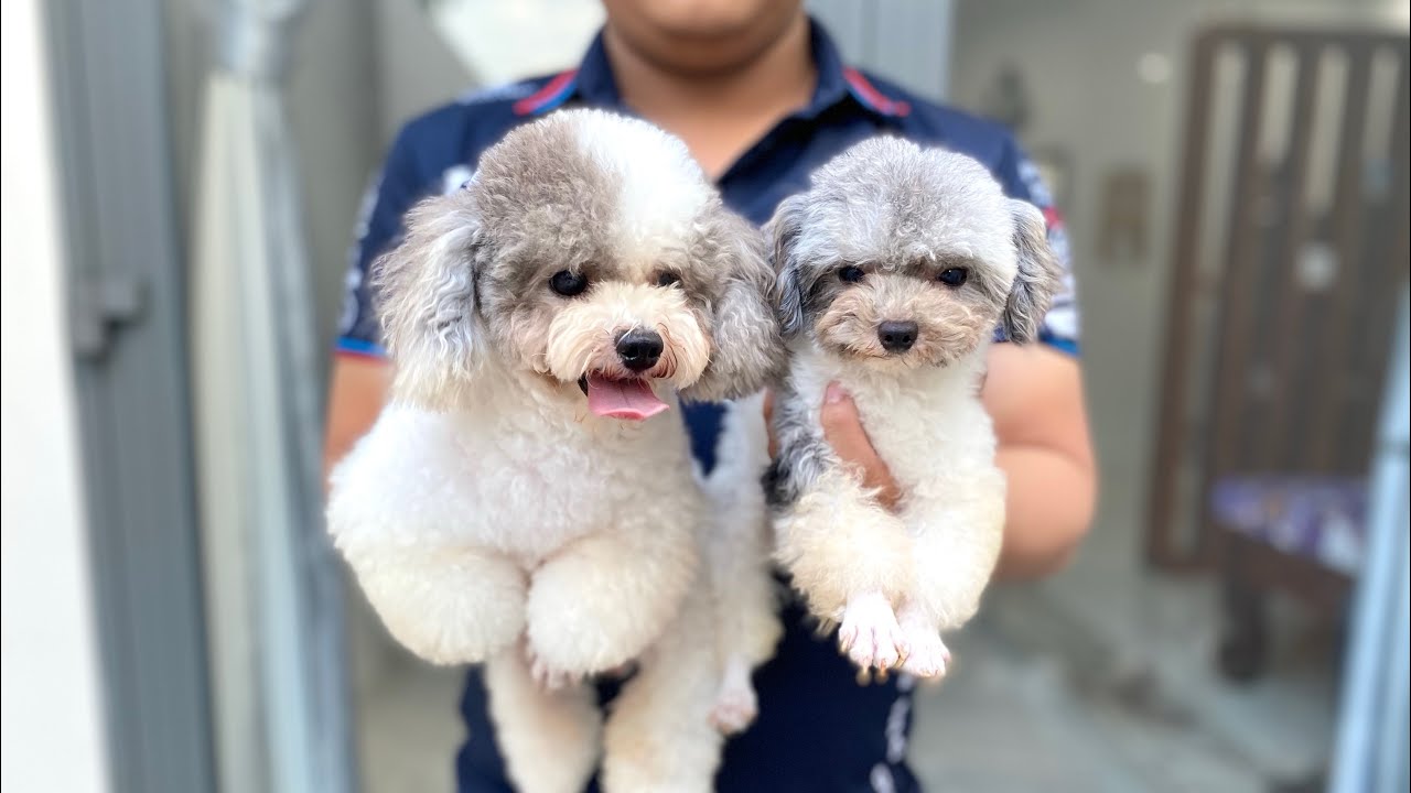 Độc lạ Trang trại chó husky alaska poodle lớn tại miền tây tại vĩnh long